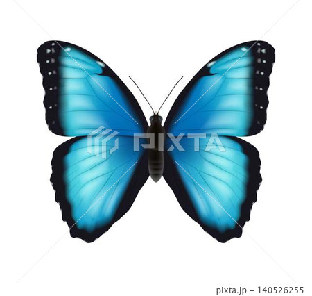 Vibrant Blue Butterfly with Black Edges Vibrant Blue Butterfly with Black Edges 140526255