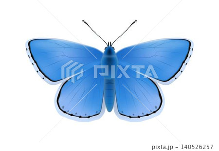 Blue Butterfly with Detailed Wings on White Blue Butterfly with Detailed Wings on White 140526257