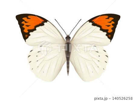 Detailed Illustration of a Vibrant Butterfly Detailed Illustration of a Vibrant Butterfly 140526258