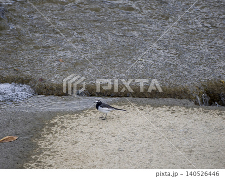 堰を歩くセグロセキレイ 堰を歩くセグロセキレイ 140526446
