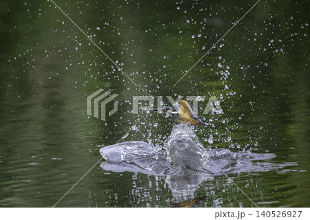 水辺のカワセミ 水辺のカワセミ 140526927