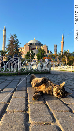 夕陽に照らされる世界遺産アヤソフィア大聖堂とくつろぐ猫 トルコ・イスタンブールの日常風景 夕陽に照らされる世界遺産アヤソフィア大聖堂とくつろぐ猫 トルコ・イスタンブールの日常風景 140527193