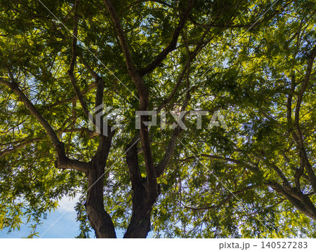 Green Tree Canopy With Sunlight From Below Green Tree Canopy With Sunlight From Below 140527283
