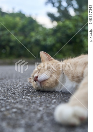 アスファルトの上でくつろぐ猫 アスファルトの上でくつろぐ猫 140527342