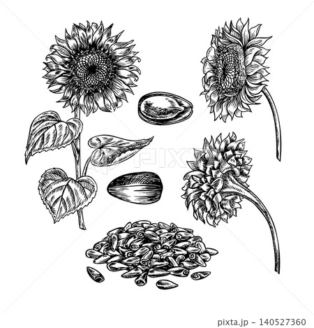 Set with sunflowers. Handmade black and white vector graphics. Sunflower flowers and seeds on a white background. Element of design for postcards, packaging and labels, posters, banners, and more. Set with sunflowers. Handmade black and white vector graphics. Sunflower flowers and seeds on a white background. Element of design for postcards, packaging and labels, posters, banners, and more. 140527360