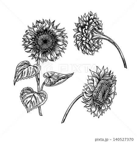 Set with sunflower flowers. Handmade black and white vector graphics. Flowers on a white background. Design elements for postcards, packaging, labels, posters, banners, and more. Set with sunflower flowers. Handmade black and white vector graphics. Flowers on a white background. Design elements for postcards, packaging, labels, posters, banners, and more. 140527370
