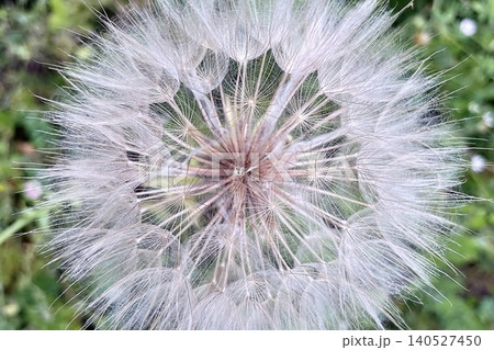 Close-up view of a dandelion seed head with fine feathery details. Close-up view of a dandelion seed head with fine feathery details. 140527450