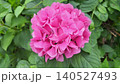 紫陽花 紫陽花 140527493