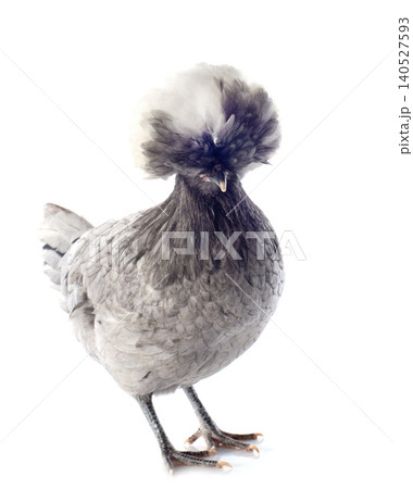 dutch bantam in studio dutch bantam in studio 140527593