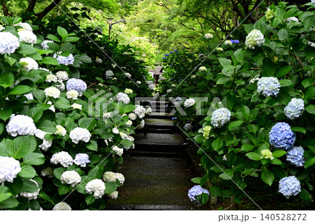 久安寺　紫陽花の小路 140528272