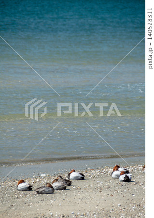 浜辺で寛ぐ水鳥(ホシハグロ) 浜辺で寛ぐ水鳥(ホシハグロ) 140528311