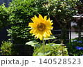 ひまわり 140528523