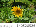 ひまわり 140528526