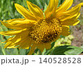 ひまわり、頭状花序 140528528