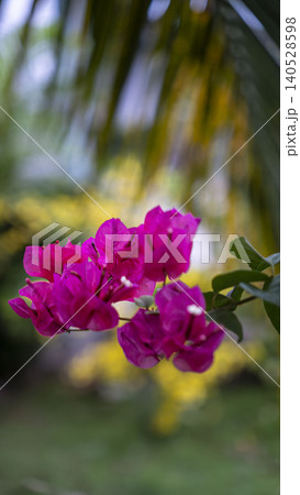 Vivid magenta bougainvillea flowers stand out against a dreamy bokeh background of golden palm fronds in a tropical Vietnamese garden. Exotic floral beauty. 140528598