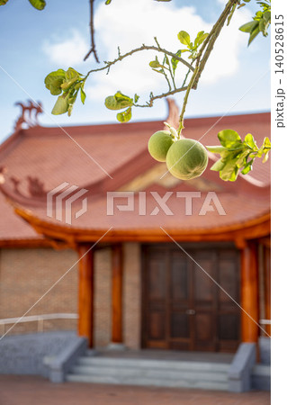 Two unripe green citrus fruits hang from a branch with a soft bokeh of traditional Vietnamese temple orange roof in the background. Vietnam. Two unripe green citrus fruits hang from a branch with a soft bokeh of traditional Vietnamese temple orange roof in the background. Vietnam. 140528615