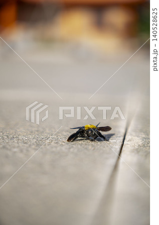 Macro close-up of a dead black carpenter bee with yellow head lying on a stone surface with soft bokeh background. Detailed insect photography in Vietnam. 140528625
