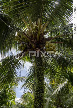 A dramatic upward-angle shot looking into the crown of a coconut palm, revealing multiple clusters of green coconuts nestled among radiating fronds against a bright blue sky. 140528650