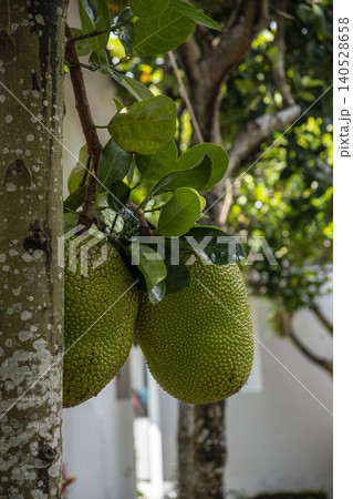 Two young green jackfruits grow side by side from a branch near the mottled grey trunk of a tree. Glossy leaves above them catch the light against a blurred courtyard background. 140528658