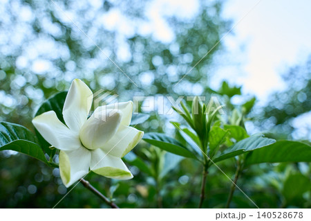 純白の気品と初夏の訪れを感じさせる美しく咲き始めた八重のクチナシの花 140528678