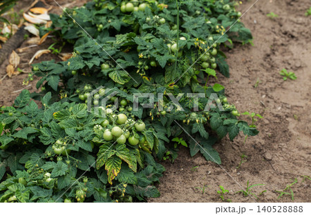 Close up view of green unripe tomatoes growing on plant with diseased leaves showing yellowing and brown spots in outdoor garden during daytime Close up view of green unripe tomatoes growing on plant with diseased leaves showing yellowing and brown spots in outdoor garden during daytime 140528888