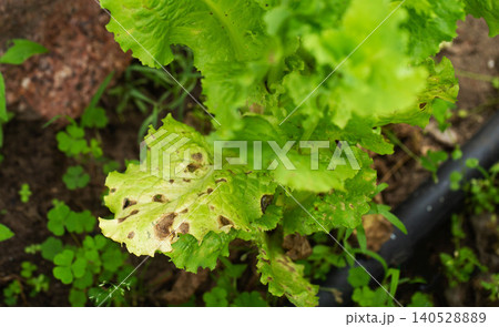 Lettuce plant showing symptoms of disease. Damaged leaves with brown spots and discoloration. Plant health issue in garden. Close-up view of ailing vegetable crop. 140528889