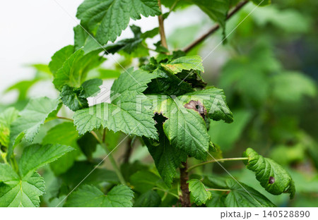 Close up view of green leaves of fruit plant displaying symptoms of fungal disease with brown spots and holes, plant health problem requiring treatment outdoors. Close up view of green leaves of fruit plant displaying symptoms of fungal disease with brown spots and holes, plant health problem requiring treatment outdoors. 140528890