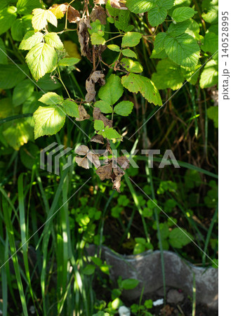 Diseased leaves of raspberry plant showing signs of wilting and browning, contrasting with healthy green foliage in bright sunlight outdoor garden 140528995