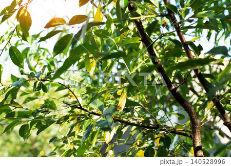 Tree branches with green and yellowing leaves showing signs of disease and pest damage illuminated by bright sunlight on outdoor day 140528996