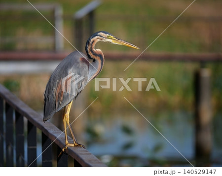 Purple heron ( Ardea purpurea ) standing on walkway and wooden bridge railing, Long necked bird with green tree in background at Khao Sam Roi Yot National Park, Thailand Purple heron ( Ardea purpurea ) standing on walkway and wooden bridge railing, Long necked bird with green tree in background at Khao Sam Roi Yot National Park, Thailand 140529147