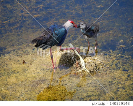 Bird is feeding chick, Parent of Purple Swamphen ( Porphyrio porphyrio ) eating shoot of aquatic plant on water in wetland, The blue waterbird has colorful beaks and red long legs in lake, Thailand Bird is feeding chick, Parent of Purple Swamphen ( Porphyrio porphyrio ) eating shoot of aquatic plant on water in wetland, The blue waterbird has colorful beaks and red long legs in lake, Thailand 140529148