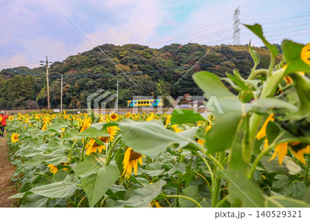 畑一面に黄色い花が咲いたひまわり畑と平成筑豊鉄道の列車 畑一面に黄色い花が咲いたひまわり畑と平成筑豊鉄道の列車 140529321