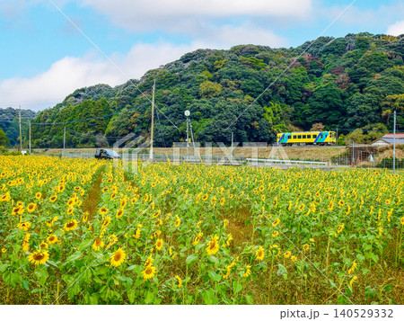 畑一面に黄色い花が咲いたひまわり畑と平成筑豊鉄道の列車 畑一面に黄色い花が咲いたひまわり畑と平成筑豊鉄道の列車 140529332