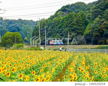 福岡県みやこ町崎山のひまわり畑と平成筑豊鉄道の車両 福岡県みやこ町崎山のひまわり畑と平成筑豊鉄道の車両 140529334