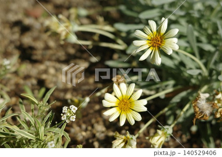花壇に咲くガザニア、シルバーリーフの花 花壇に咲くガザニア、シルバーリーフの花 140529406