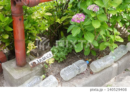 犬除け水入りペットボトルとピンクの紫陽花 犬除け水入りペットボトルとピンクの紫陽花 140529408