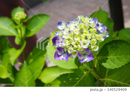病気で一部が緑色に変色した紫色の紫陽花 病気で一部が緑色に変色した紫色の紫陽花 140529409