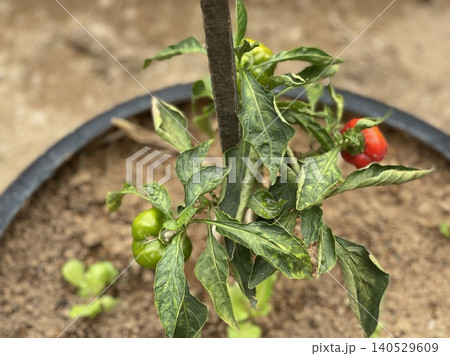 Bell Pepper Plant Capsicum Annuum Growing In Recycled Tire Planter Bell Pepper Plant Capsicum Annuum Growing In Recycled Tire Planter 140529609