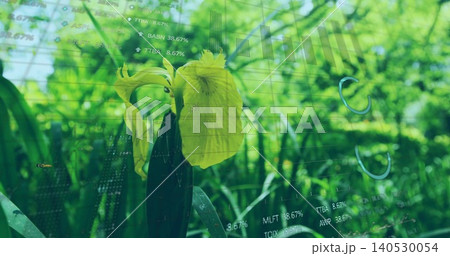 Displaying yellow iris blossom and closed bud shining in outdoor garden, with financial overlay Displaying yellow iris blossom and closed bud shining in outdoor garden, with financial overlay 140530054