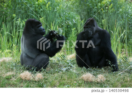 two lowland gorilla sitting in a clearing in summer 140530498