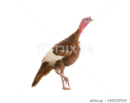 red turkey isolated on a white background red turkey isolated on a white background 140530503