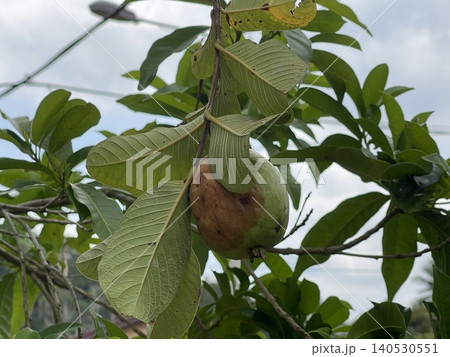 Damaged Guava Fruit With Brown Skin Discoloration On Branch Damaged Guava Fruit With Brown Skin Discoloration On Branch 140530551