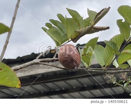Shriveled Red Brown Rotten Guava Fruit On Branch Shriveled Red Brown Rotten Guava Fruit On Branch 140530621