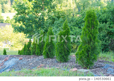 A neat row of recently planted young evergreen Thuja occidentalis trees forming a privacy hedge in a newly landscaped garden. Landscaping design project featuring green arborvitae trees planted along 140530661