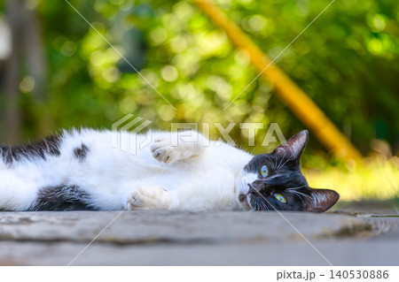 道端でくつろぐ野良猫 道端でくつろぐ野良猫 140530886