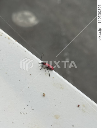白いフェンスにとまる鮮やかなベニカミキリのクローズアップ⁠ 140530893