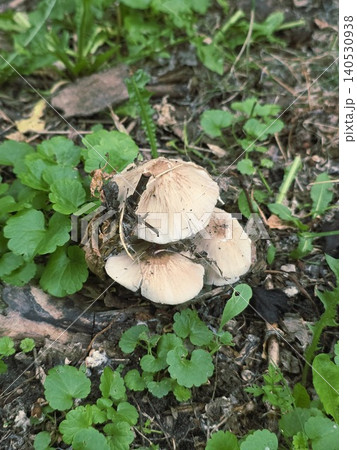 Small wild mushrooms growing on the forest ground surrounded by green leaves Small wild mushrooms growing on the forest ground surrounded by green leaves 140530938