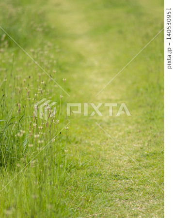 ヘラオオバコの花が咲く野道 ヘラオオバコの花が咲く野道 140530951