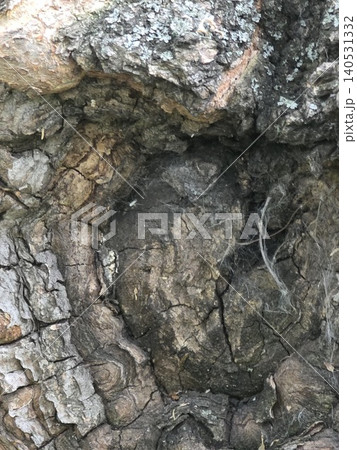 Close-up of old rough tree bark texture with a deep hollow 140531332