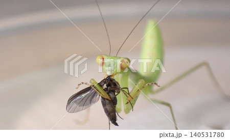 小蝿を食べるハラビロカマキリの幼虫 小蝿を食べるハラビロカマキリの幼虫 140531780